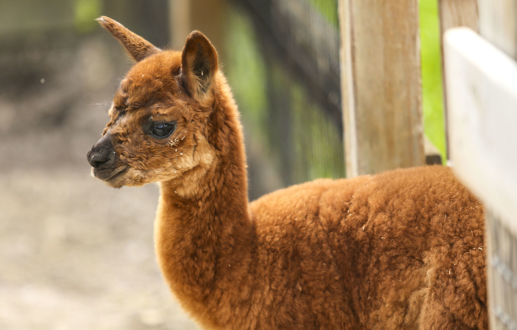 091119-mda-nws-zoobaby-009
